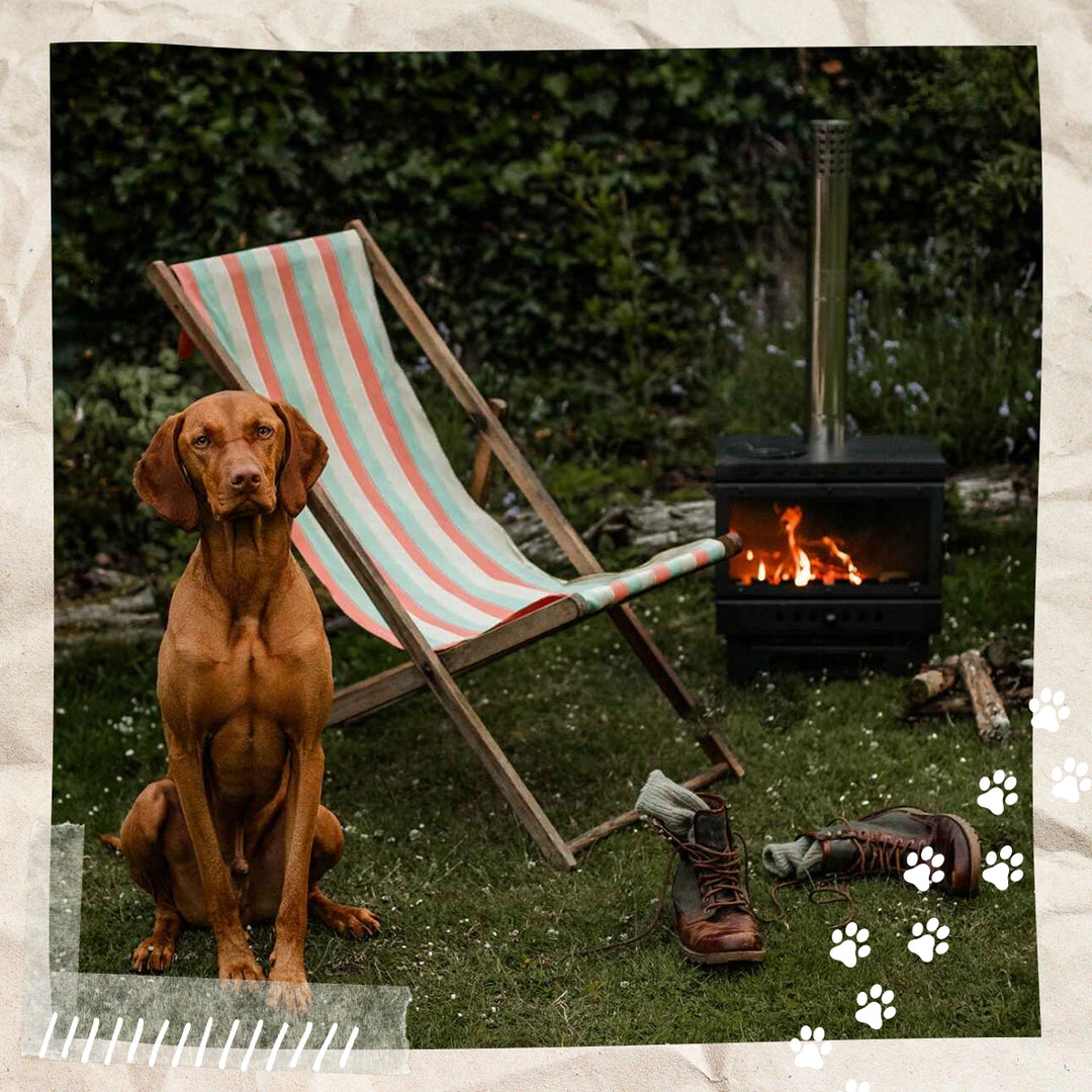 Camping With Dogs: Best Tents and Top Tips