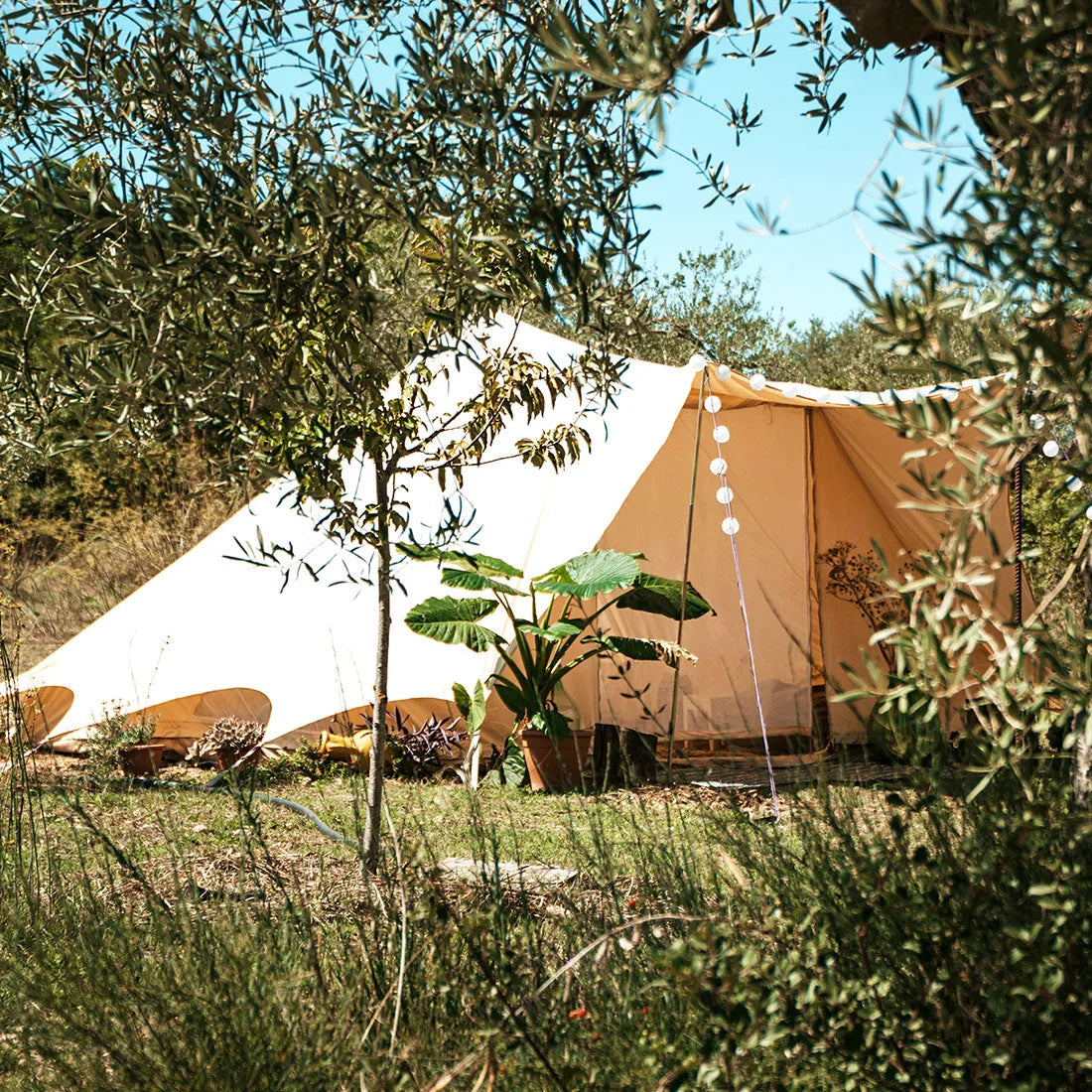 view of the boutique camping tucana single door glamping tent behind trees and plants on a sunny day