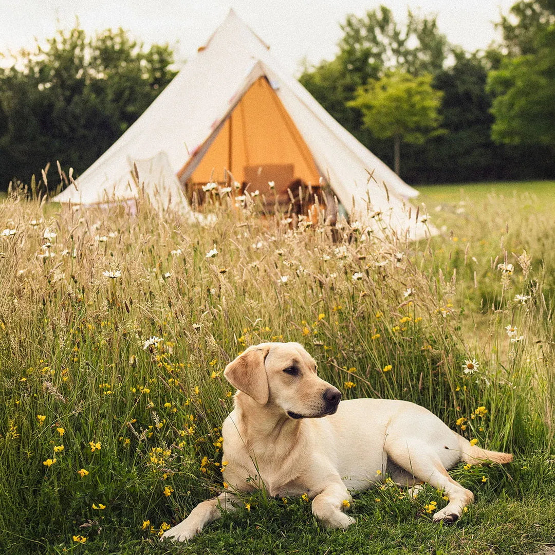 The ultimate guide for camping with dogs