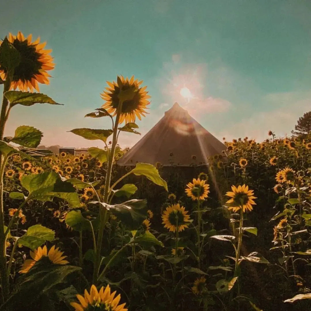 7 SIMPLE GREEN-GLAMPING TIPS 🌱