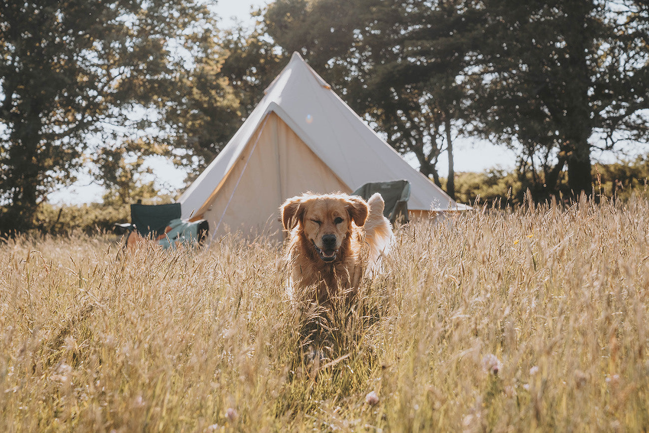 Camping With Dogs Best Tents and Top Tips Boutique Camping