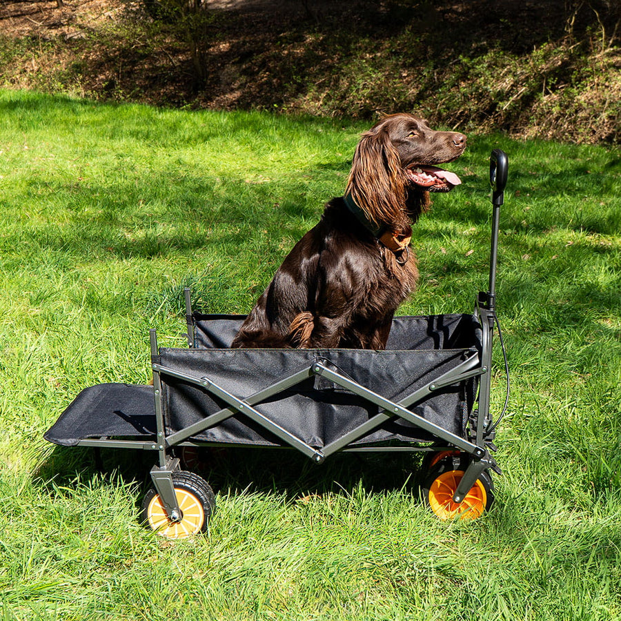 boutique camping electric camping wagon  with dog inside